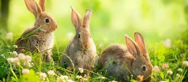 Horoskop for  Onsdag 15. April 2026