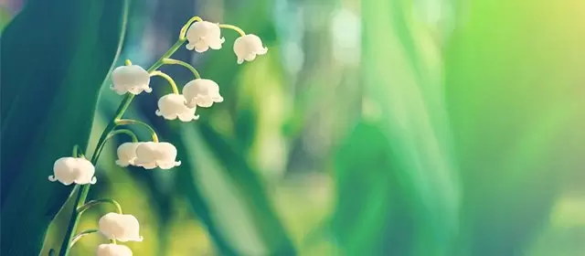 Horoskop for Torsdag 1 Mai 2025