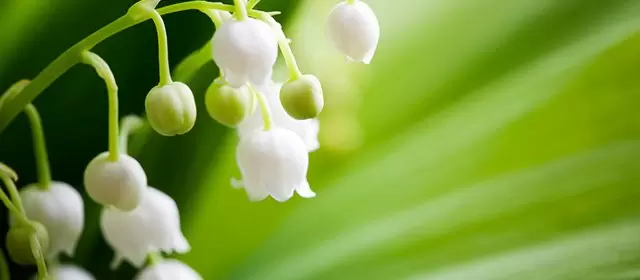 Horoskop for  Lørdag 2. Mai 2026