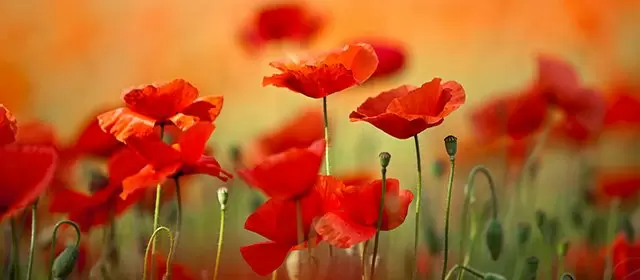 Horoskop for Fredag 6 Juni 2025
