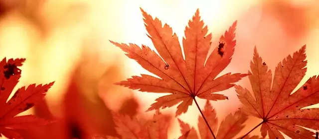 Horoskop for Lørdag 8 November 2025