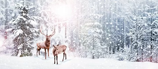 Horoskop for  Onsdag 17. Desember 2025